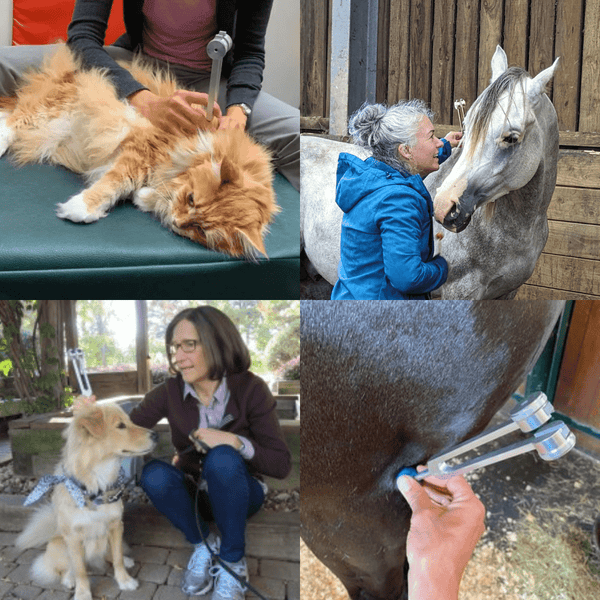 DiaSens™ | Soin Par Vibrations Pour Animaux